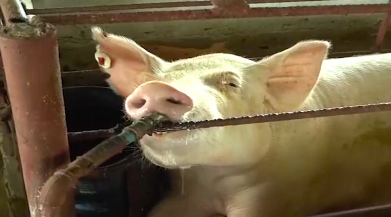 Finca agropecuaria “Pericoco” en Monagas aportará producción al Plan Pernil 2020