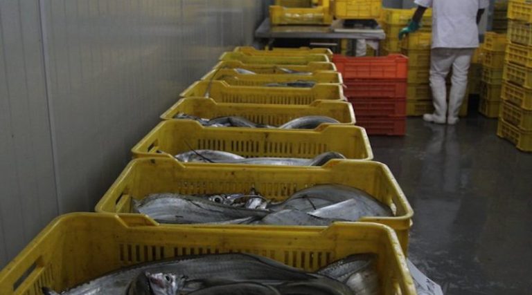Desde el estado Miranda se exportarán 24 toneladas de pescado a Corea del Sur