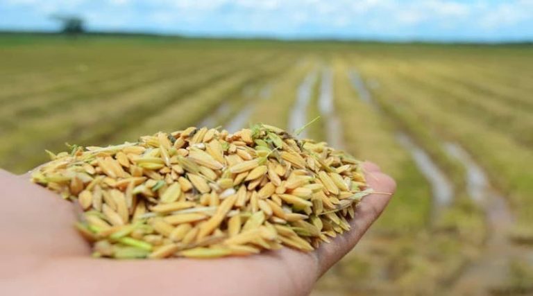 Guárico mantendrá prioridad en la actividad económica y productiva con cuatro elementos de financiamiento para la siembra