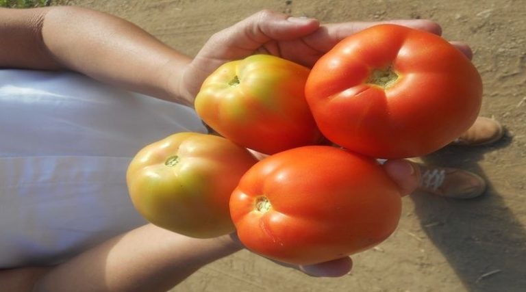 En Guárico cerca 1.479 hectáreas de hortalizas fortalecen la producción agrícola