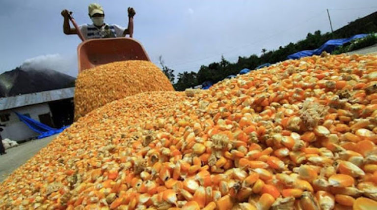 Venezuela registra récord con producción de 1 millón 80 mil sacos de semillas de maíz para impulsar la producción agroalimentaria