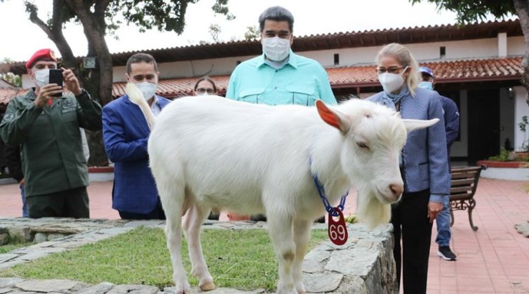 Proyecto de Ley para fomentar la producción de la ganadería caprina y ovina será presentado ante el Poder Legislativo