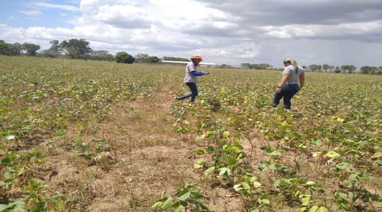 Inicia el Plan Cosecha Ciclo Norte Verano con 50 hectáreas de frijol chino en asentamiento campesino “La Doncella” en Cojedes