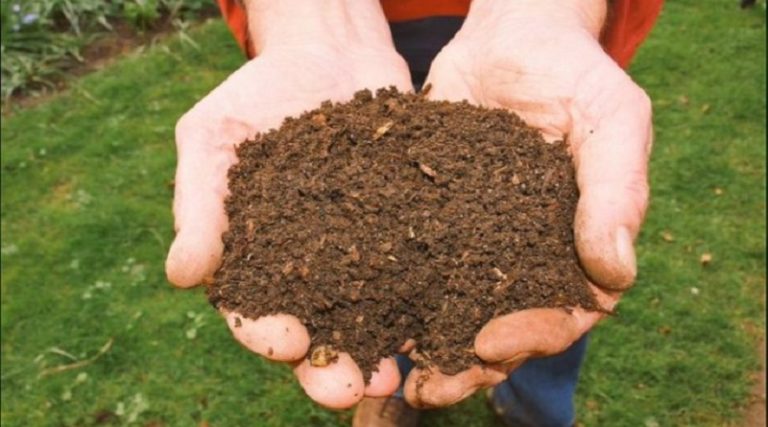 Venezuela recupera práctica ancestral del uso de abono orgánico en cultivos
