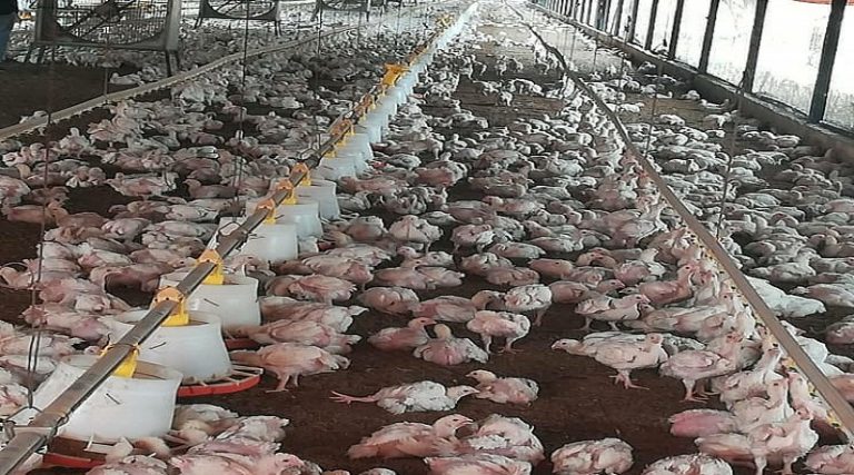 Impulsan producción agropecuaria en Cúa estado Miranda