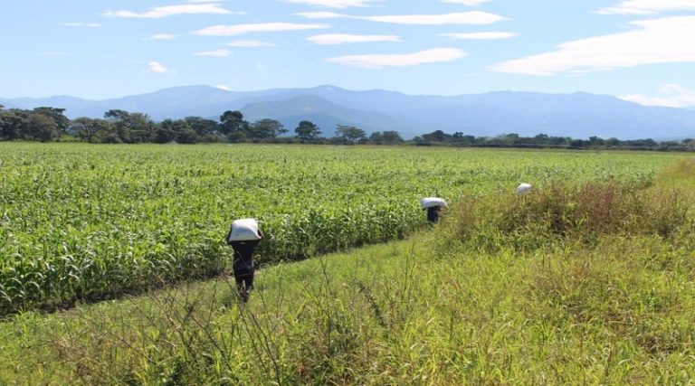 En Trujillo impulsan producción agrícola con siembra de 80 hectáreas de maíz